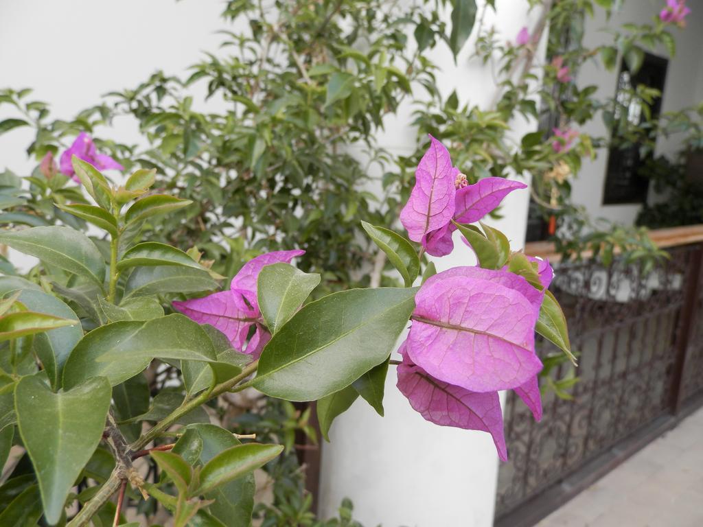 Riad Ailen Marrakesh Ngoại thất bức ảnh